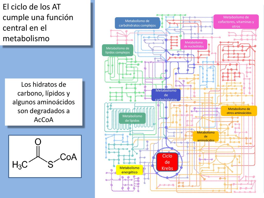 El ciclo de los AT cumple una función central en el metabolismo