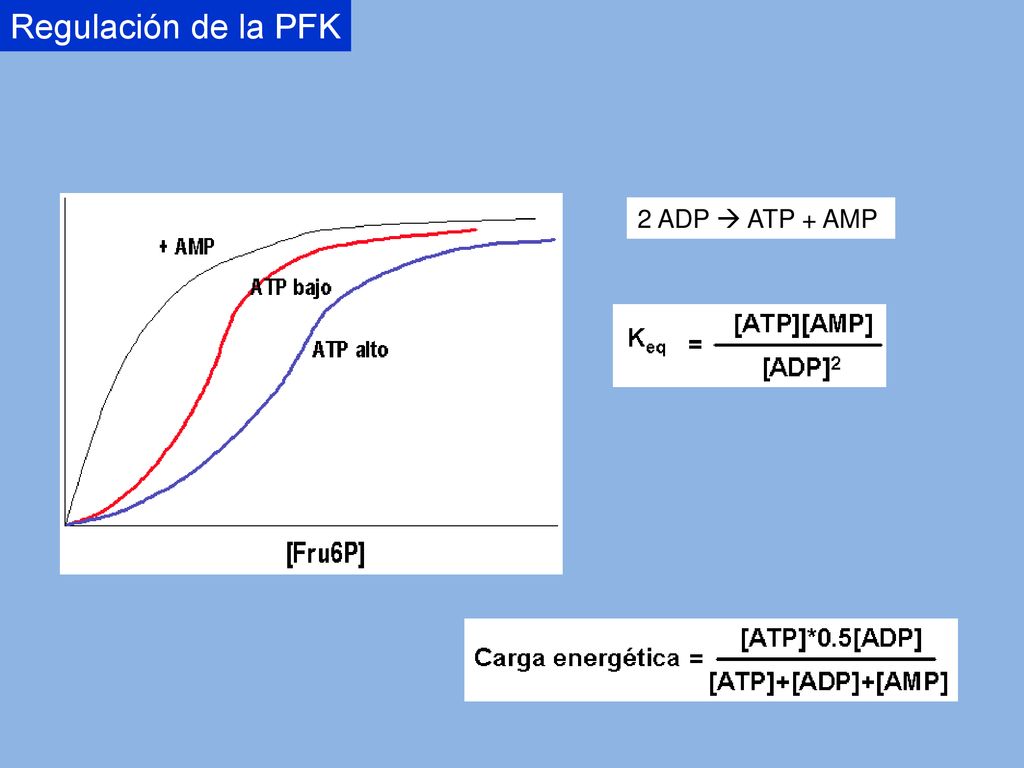 Regulación de la PFK 2 ADP  ATP + AMP