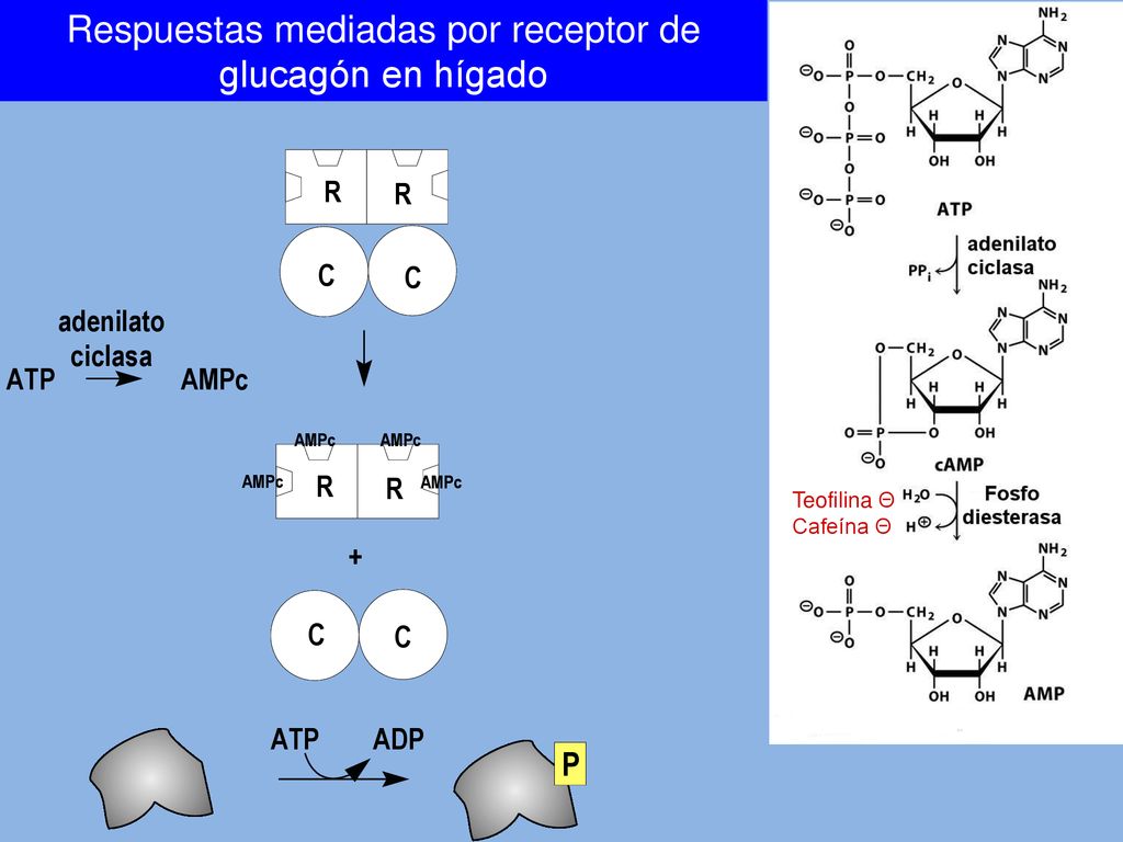 Respuestas mediadas por receptor de glucagón en hígado