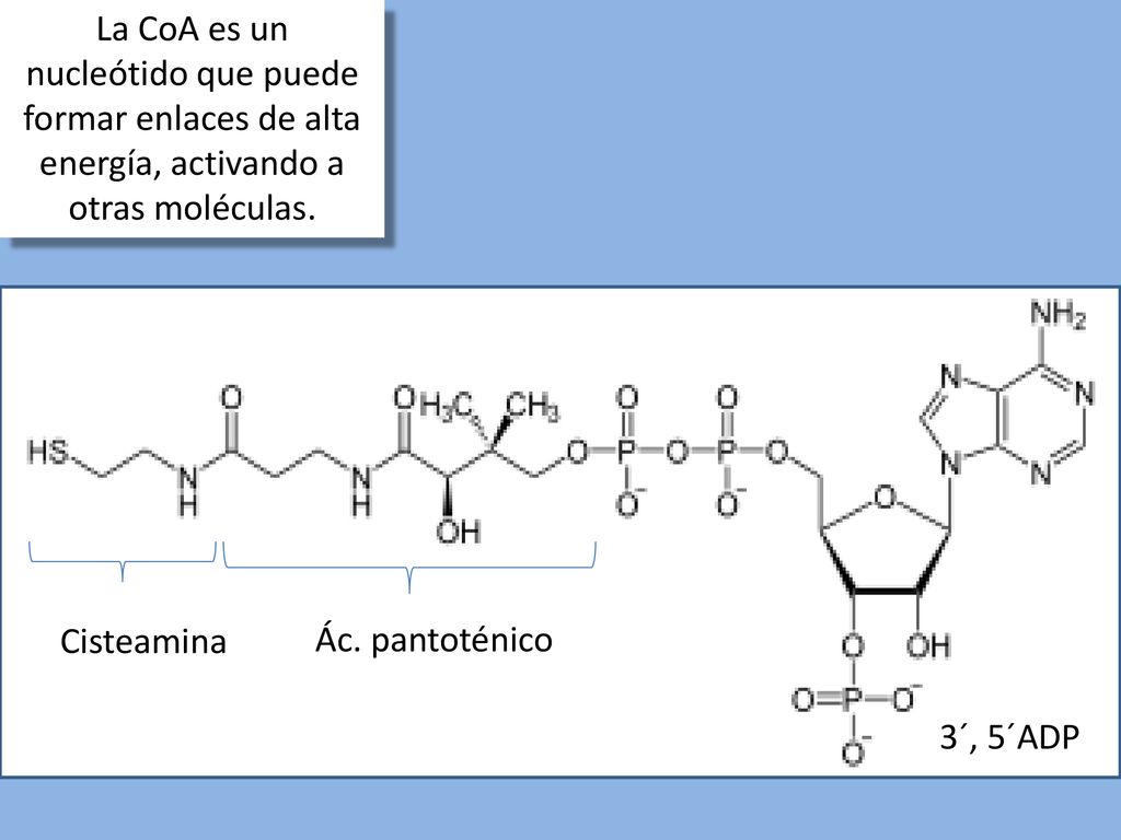 La CoA es un nucleótido que puede formar enlaces de alta energía, activando a otras moléculas.