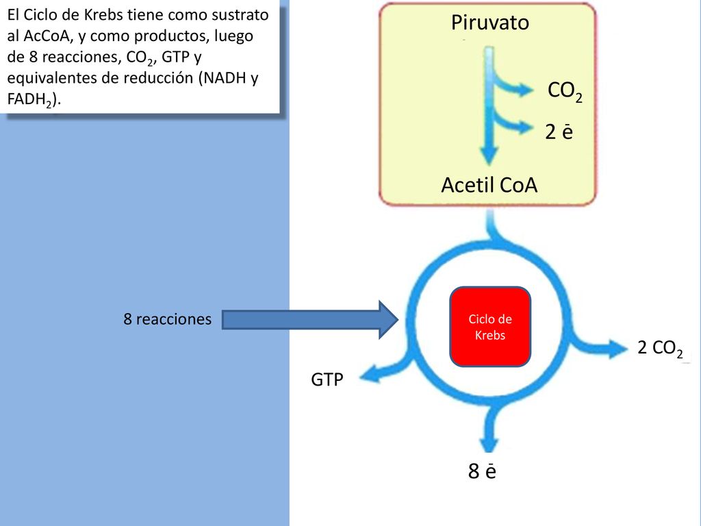 Piruvato CO2 2 e Acetil CoA 8 e 2 CO2 GTP