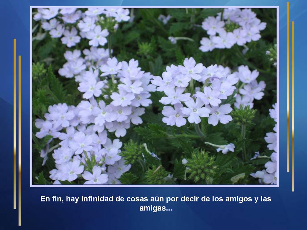 En fin, hay infinidad de cosas aún por decir de los amigos y las amigas...