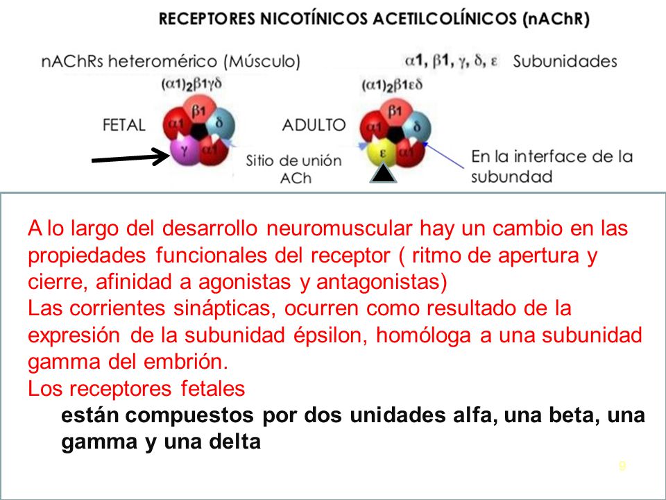 A lo largo del desarrollo neuromuscular hay un cambio en las propiedades funcionales del receptor ( ritmo de apertura y cierre, afinidad a agonistas y antagonistas)