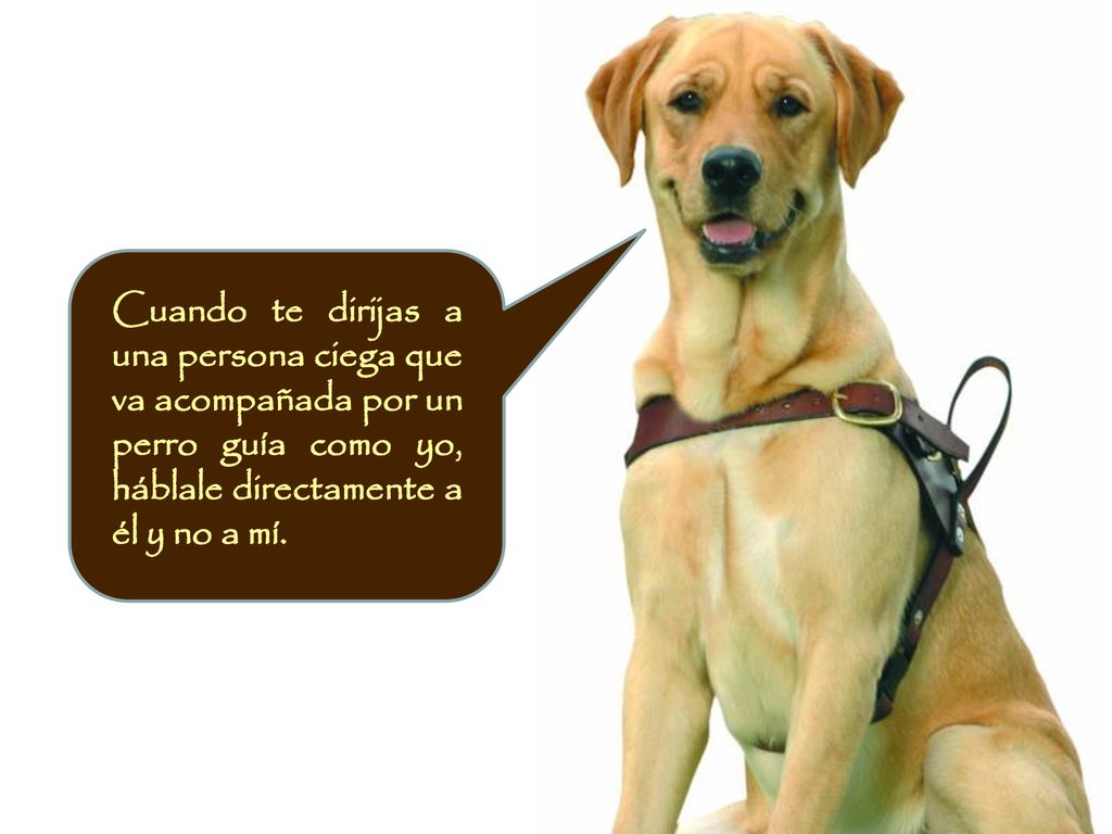Cuando te dirijas a una persona ciega que va acompañada por un perro guía como yo, háblale directamente a él y no a mí.