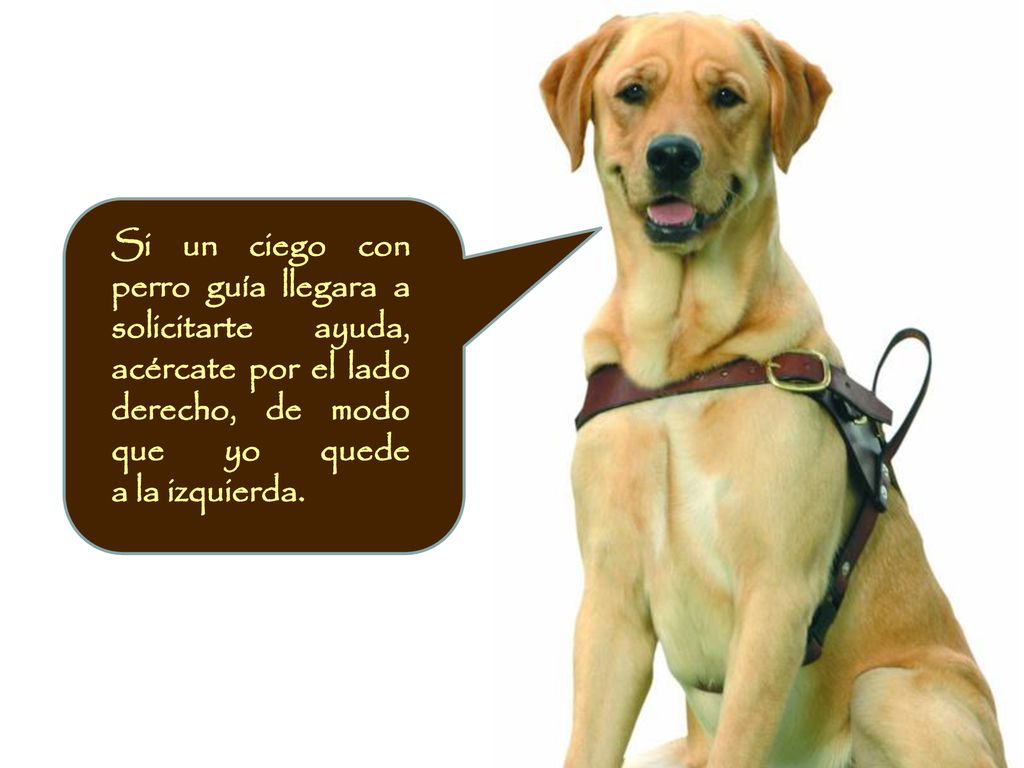 Si un ciego con perro guía llegara a solicitarte ayuda, acércate por el lado derecho, de modo que yo quede a la izquierda.