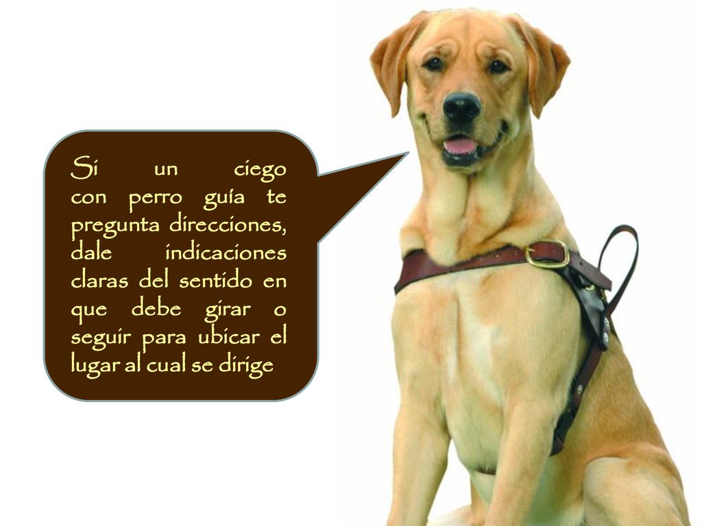 Si un ciego con perro guía te pregunta direcciones, dale indicaciones claras del sentido en que debe girar o seguir para ubicar el lugar al cual se dirige.