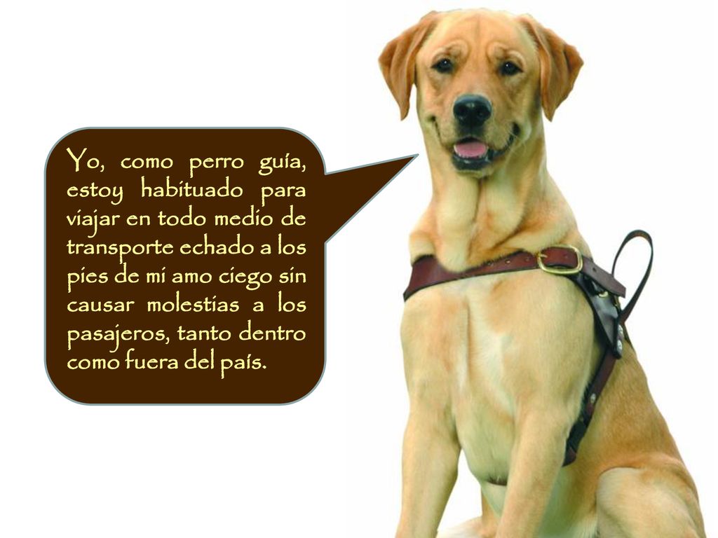 Yo, como perro guía, estoy habituado para viajar en todo medio de transporte echado a los pies de mi amo ciego sin causar molestias a los pasajeros, tanto dentro como fuera del país.