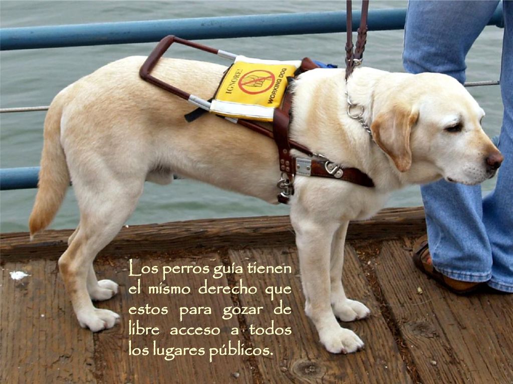 Los perros guía tienen el mismo derecho que estos para gozar de libre acceso a todos los lugares públicos.