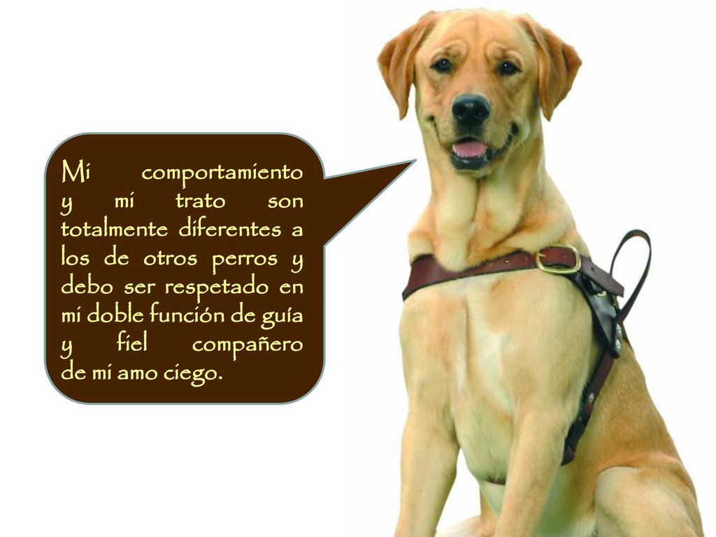 Mi comportamiento y mi trato son totalmente diferentes a los de otros perros y debo ser respetado en mi doble función de guía y fiel compañero de mi amo ciego.