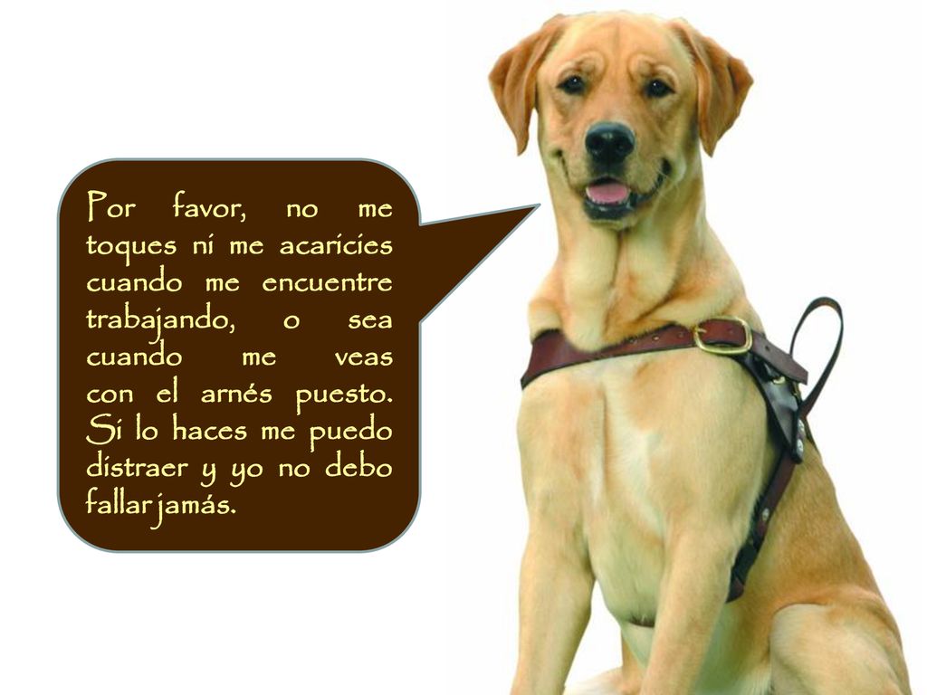 Por favor, no me toques ni me acaricies cuando me encuentre trabajando, o sea cuando me veas con el arnés puesto.