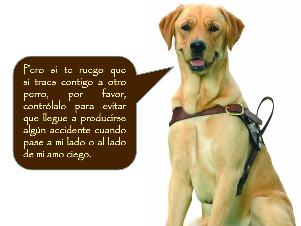 Pero si te ruego que si traes contigo a otro perro, por favor, contrólalo para evitar que llegue a producirse algún accidente cuando pase a mi lado o al lado de mi amo ciego.