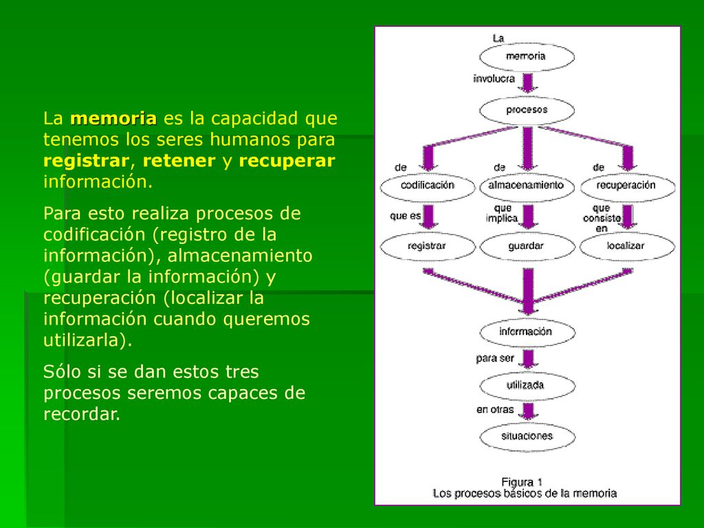 La memoria es la capacidad que tenemos los seres humanos para registrar, retener y recuperar información.