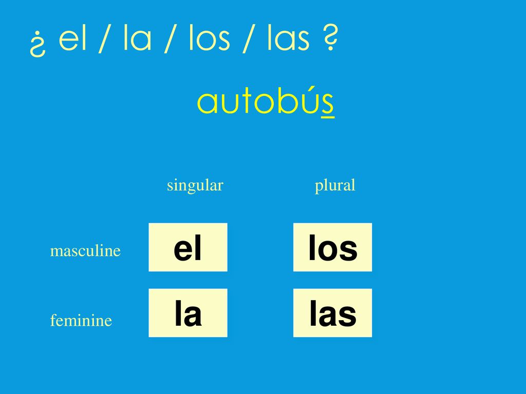 ¿ el / la / los / las autobús el los la las singular plural