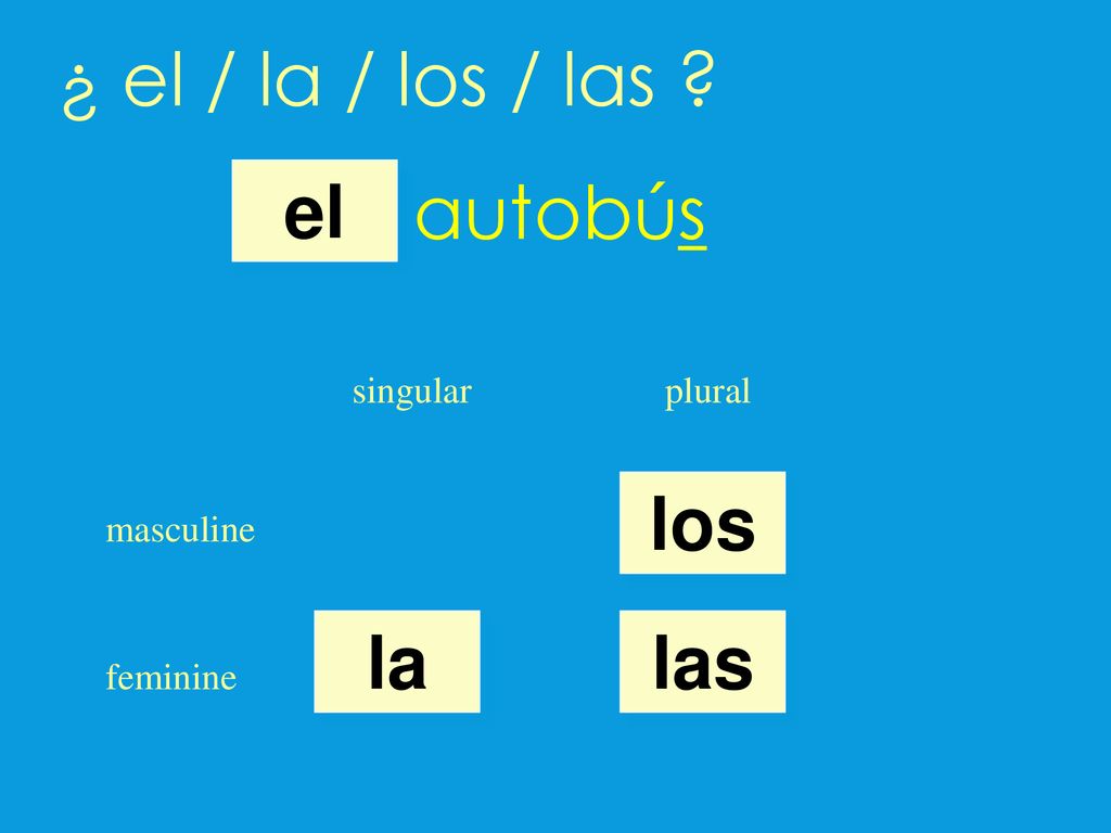 ¿ el / la / los / las autobús el los la las singular plural