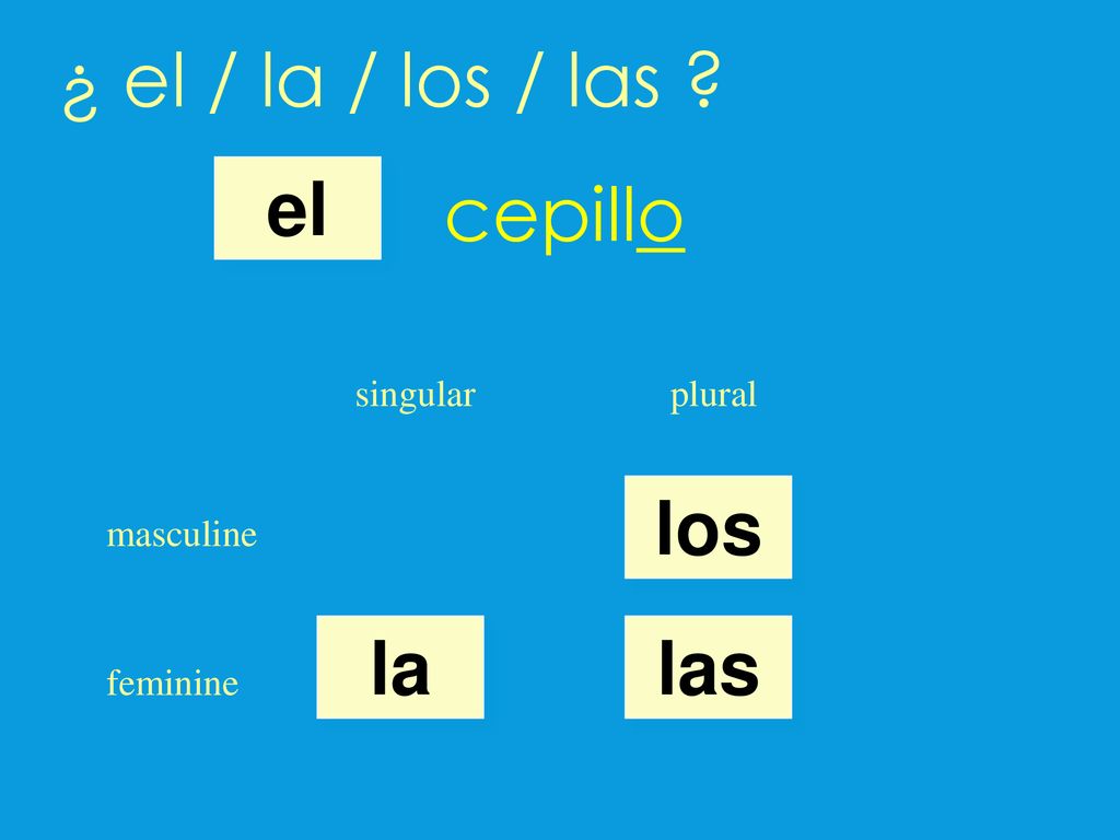 ¿ el / la / los / las cepillo el los la las singular plural