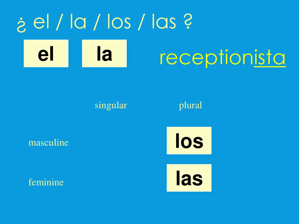 ¿ el / la / los / las receptionista el la los las singular plural