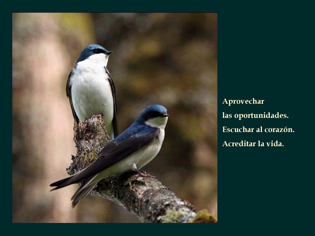 Aprovechar las oportunidades. Escuchar al corazón. Acreditar la vida.