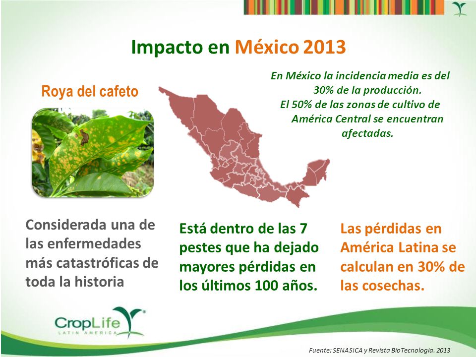 En México la incidencia media es del 30% de la producción.