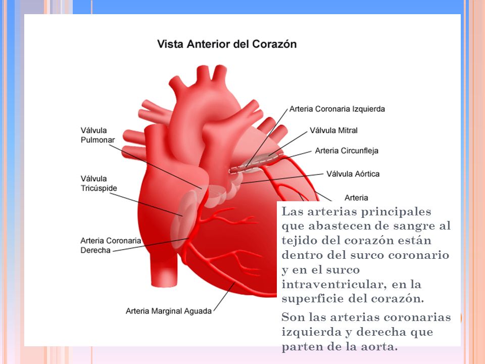Las arterias principales que abastecen de sangre al tejido del corazón están dentro del surco coronario y en el surco intraventricular, en la superficie del corazón.