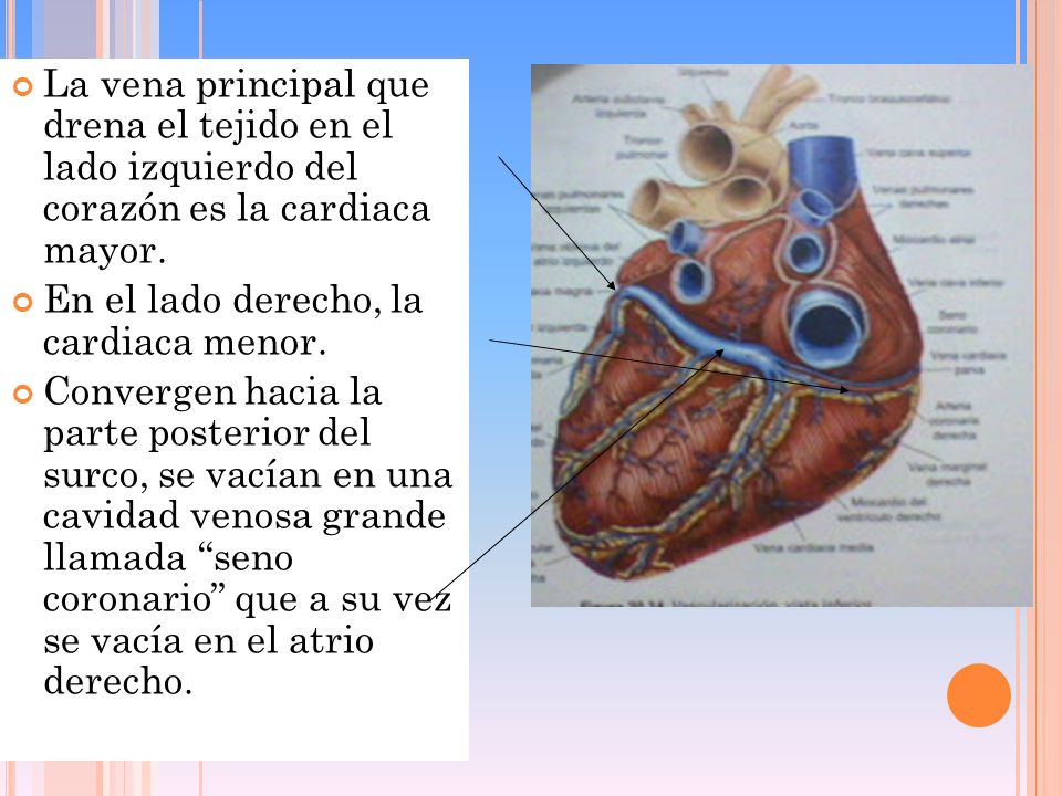La vena principal que drena el tejido en el lado izquierdo del corazón es la cardiaca mayor.