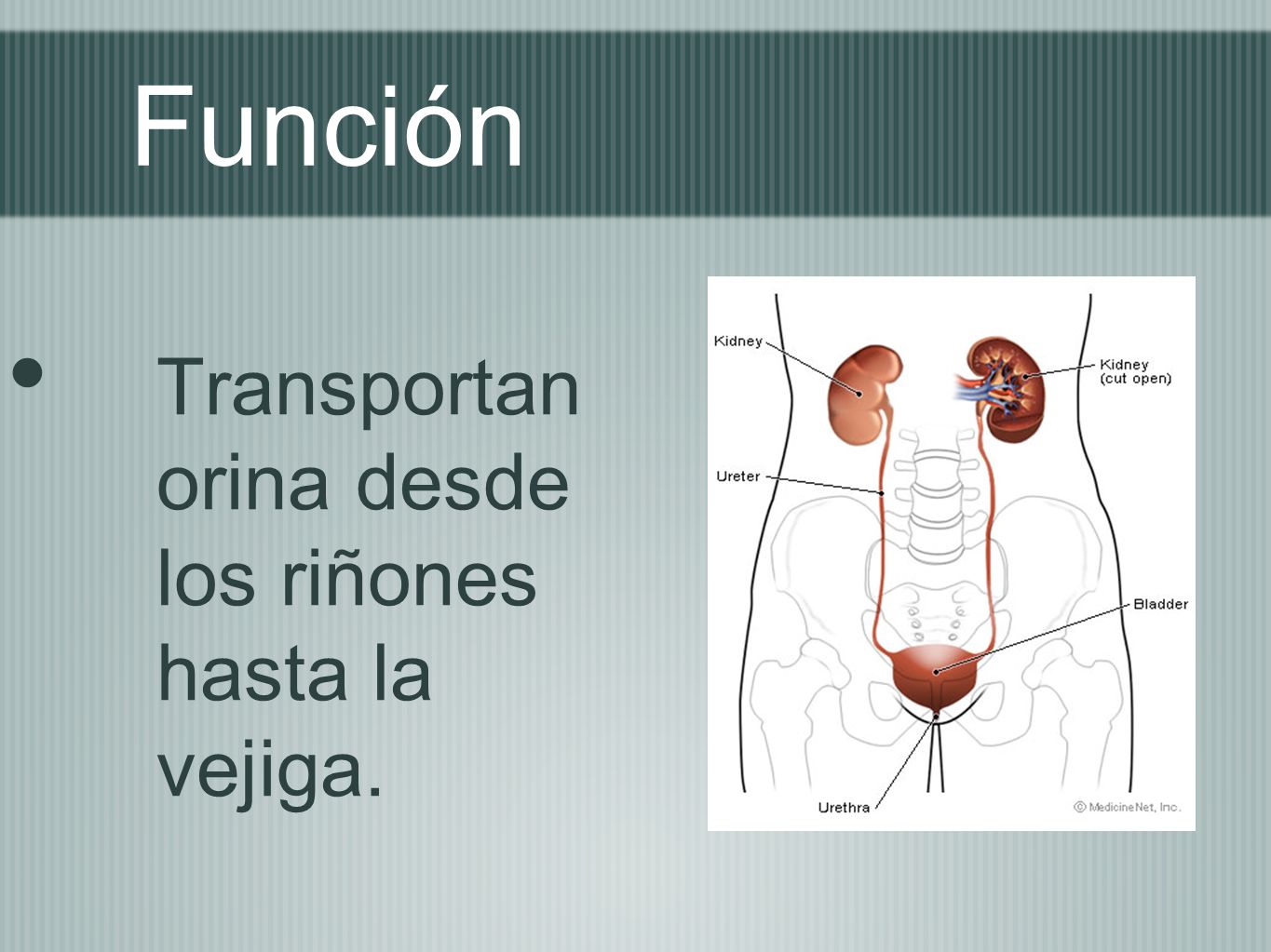 Función Transportan orina desde los riñones hasta la vejiga.