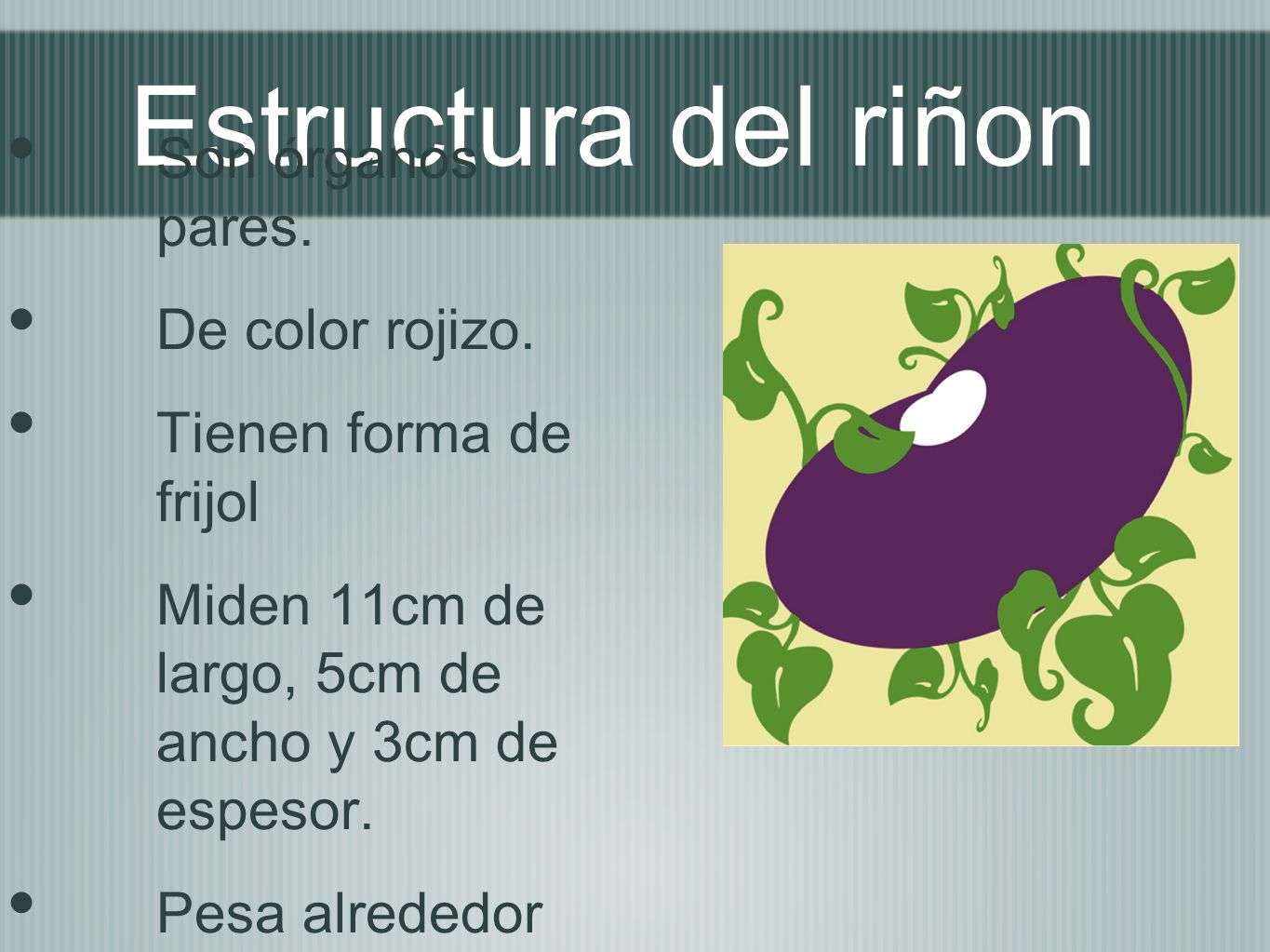 Estructura del riñon Son órganos pares. De color rojizo.