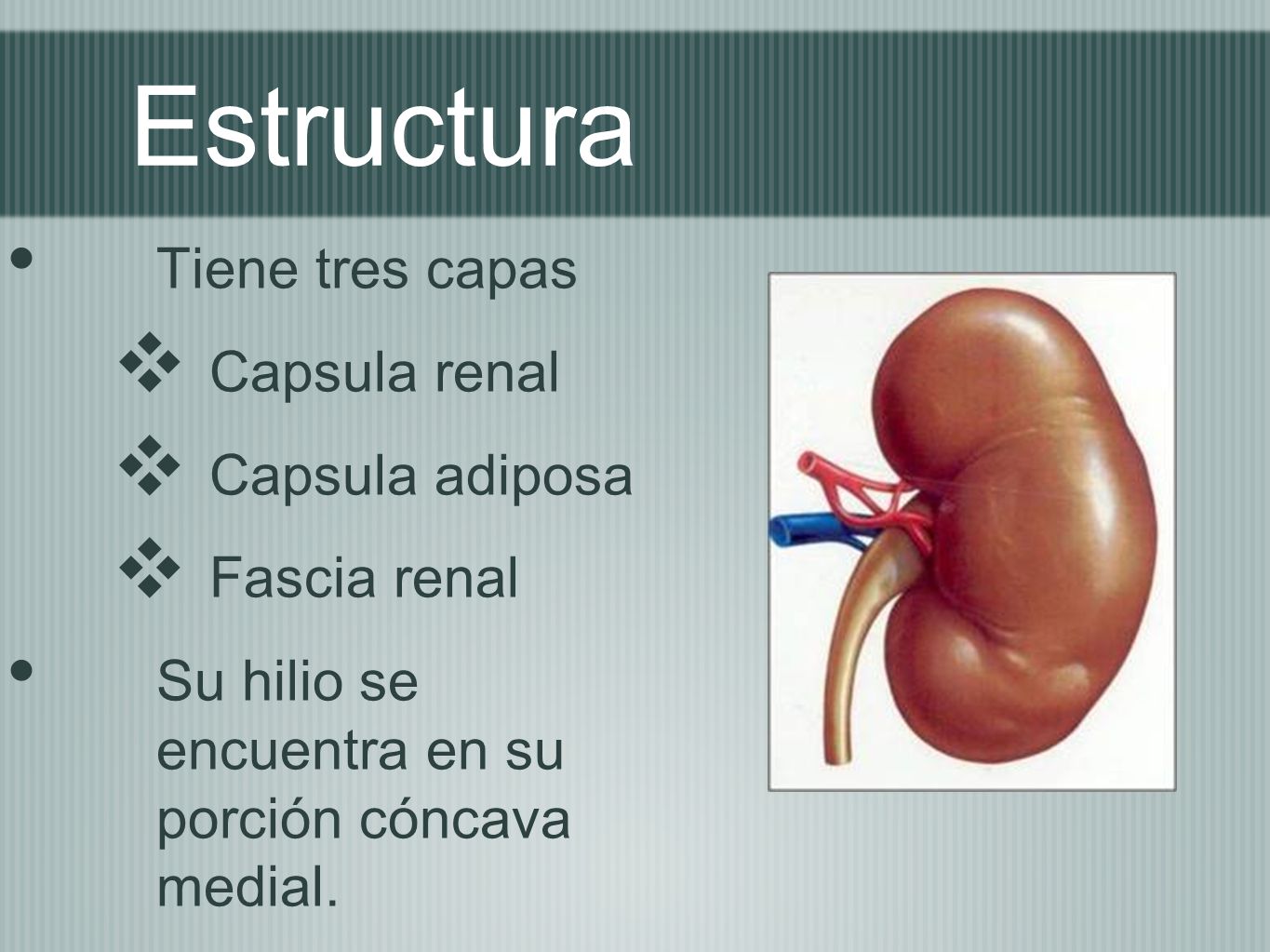 Estructura Tiene tres capas Capsula renal Capsula adiposa Fascia renal