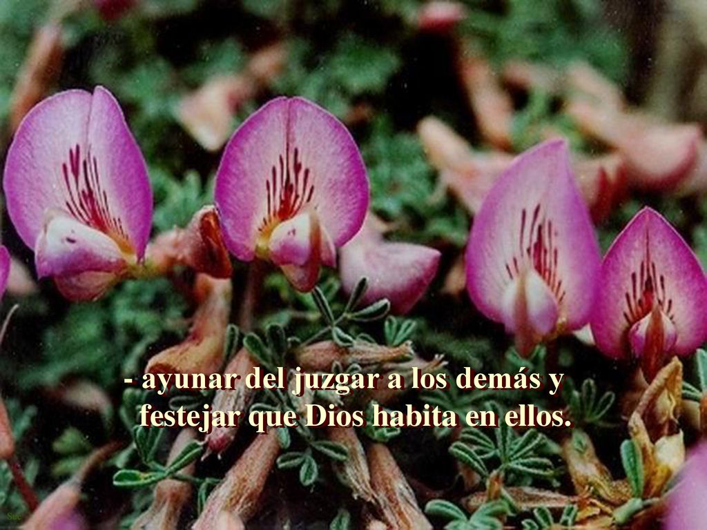 - ayunar del juzgar a los demás y festejar que Dios habita en ellos.