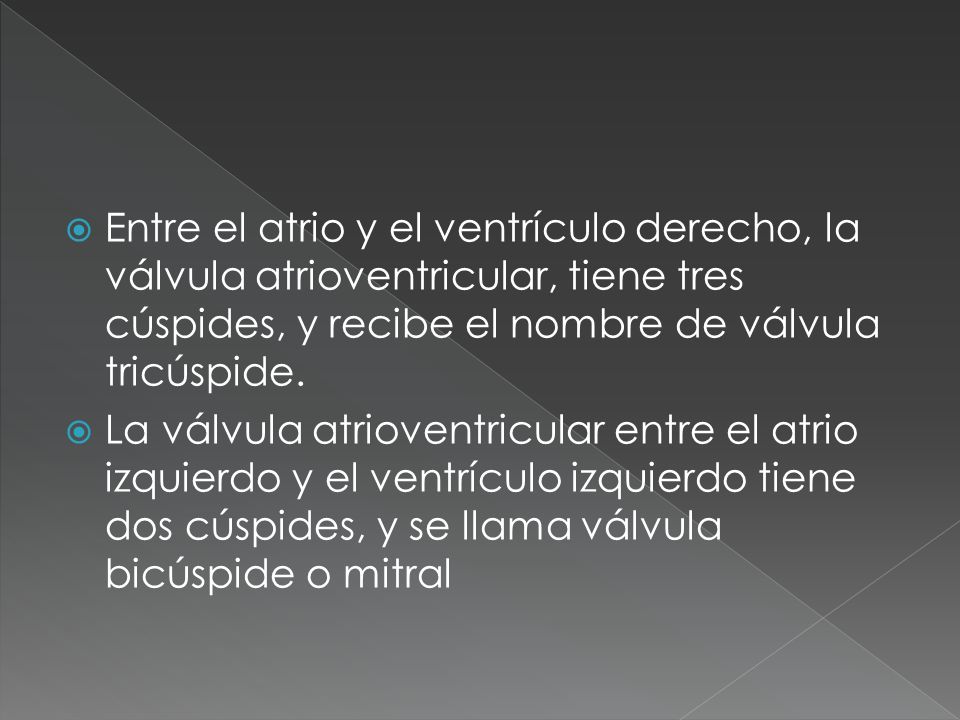 Entre el atrio y el ventrículo derecho, la válvula atrioventricular, tiene tres cúspides, y recibe el nombre de válvula tricúspide.
