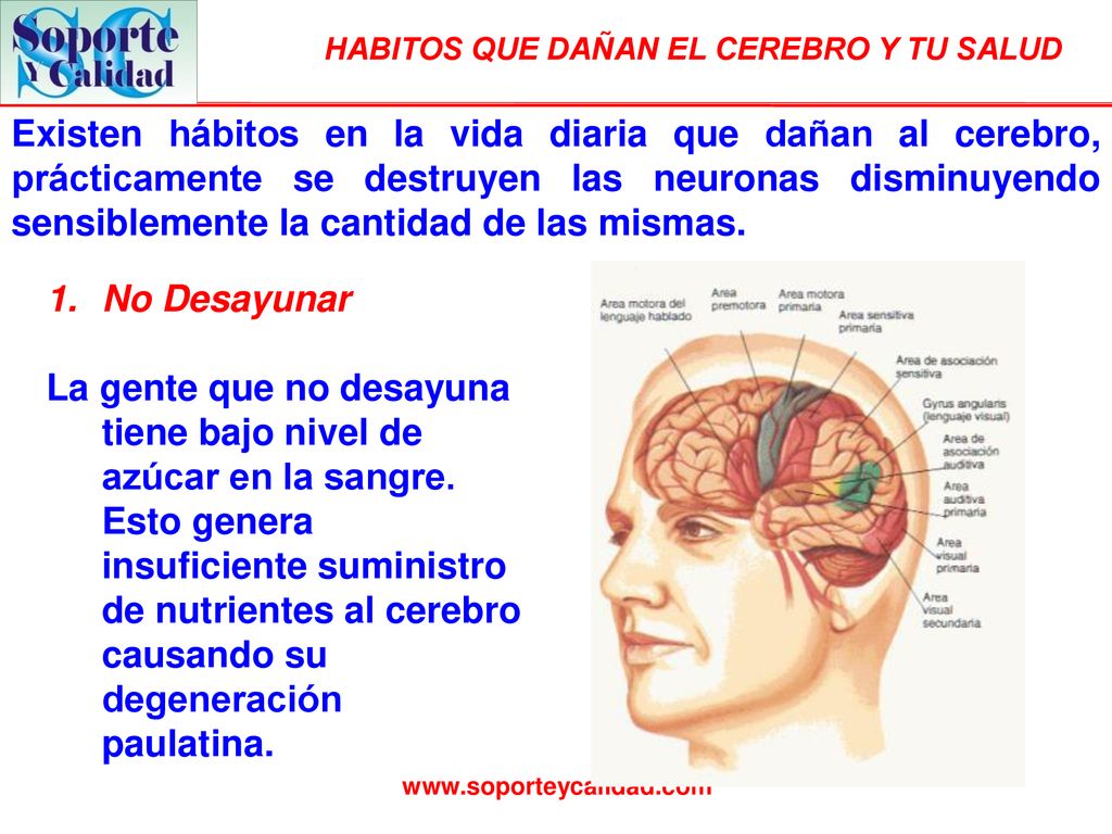 Existen hábitos en la vida diaria que dañan al cerebro, prácticamente se destruyen las neuronas disminuyendo sensiblemente la cantidad de las mismas.