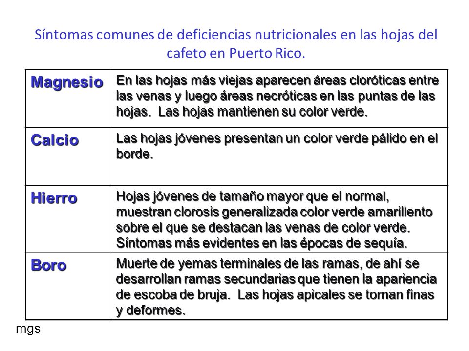 Síntomas comunes de deficiencias nutricionales en las hojas del cafeto en Puerto Rico.