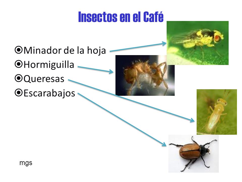 Insectos en el Café Minador de la hoja Hormiguilla Queresas