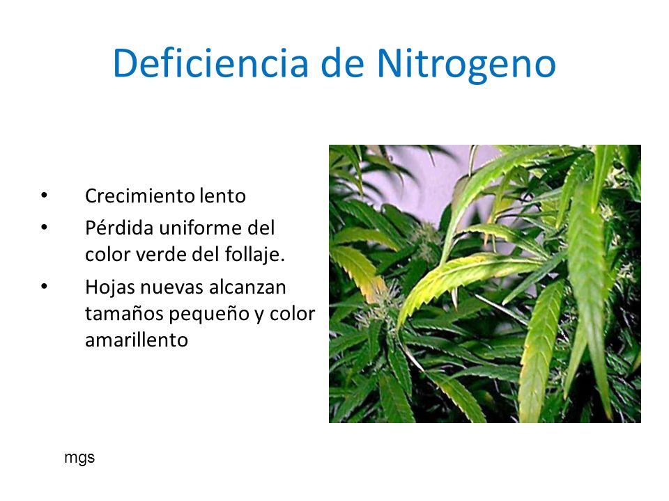 Deficiencia de Nitrogeno