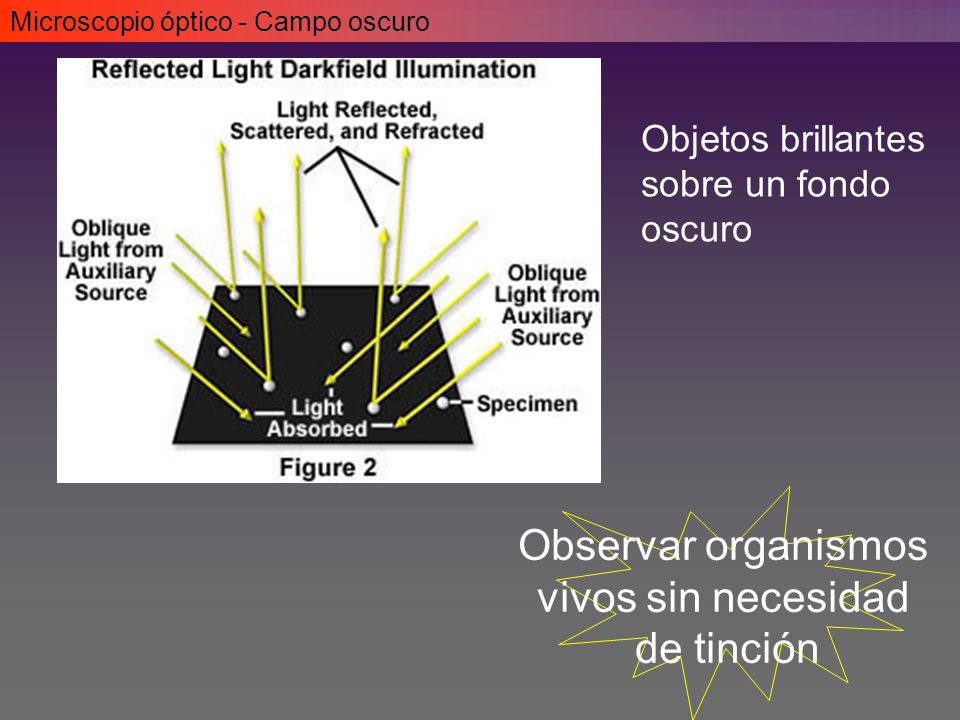 Observar organismos vivos sin necesidad de tinción Objetos brillantes