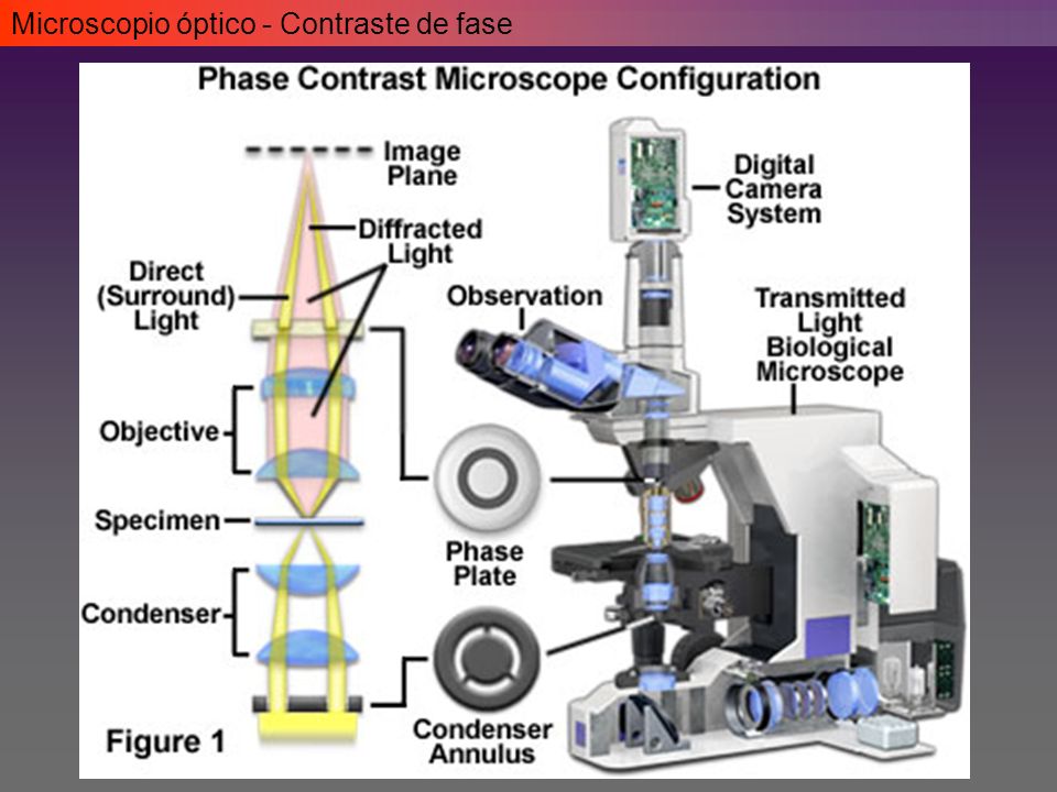 Microscopía y técnicas de estudio a nivel celular - ppt video online  descargar