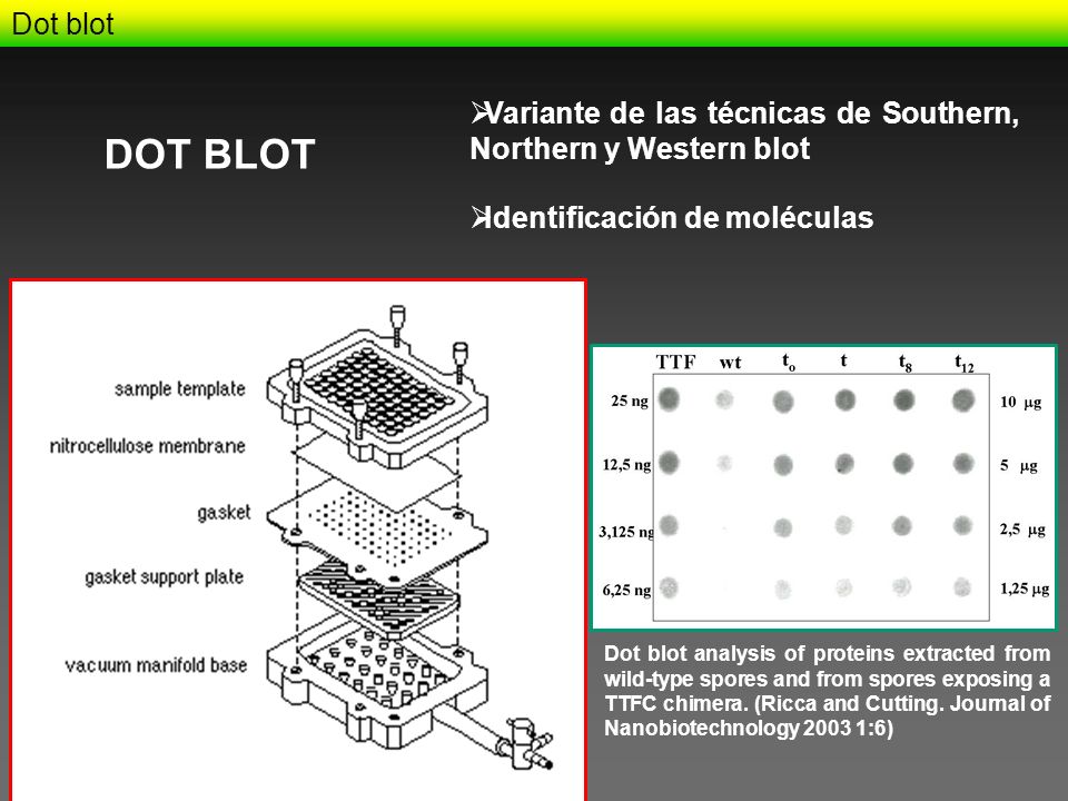 Dot blot Variante de las técnicas de Southern, Northern y Western blot. DOT BLOT. Identificación de moléculas.