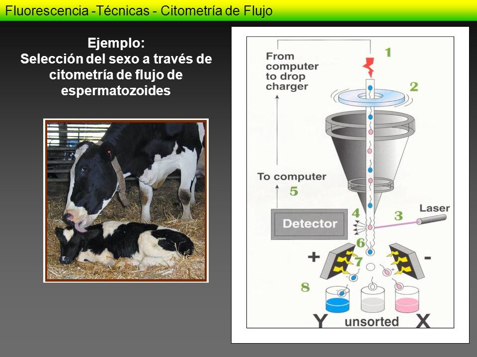 Selección del sexo a través de citometría de flujo de espermatozoides