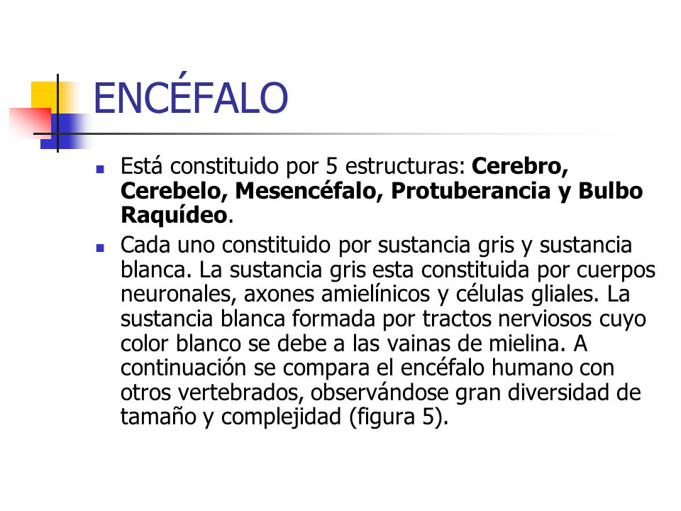 ENCÉFALO Está constituido por 5 estructuras: Cerebro, Cerebelo, Mesencéfalo, Protuberancia y Bulbo Raquídeo.