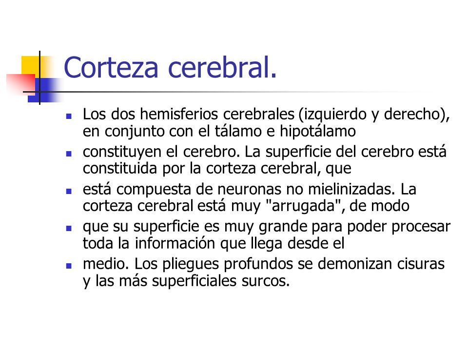 Corteza cerebral. Los dos hemisferios cerebrales (izquierdo y derecho), en conjunto con el tálamo e hipotálamo.