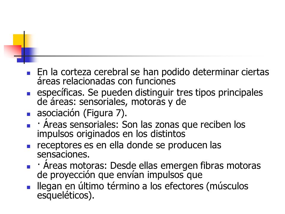 En la corteza cerebral se han podido determinar ciertas áreas relacionadas con funciones