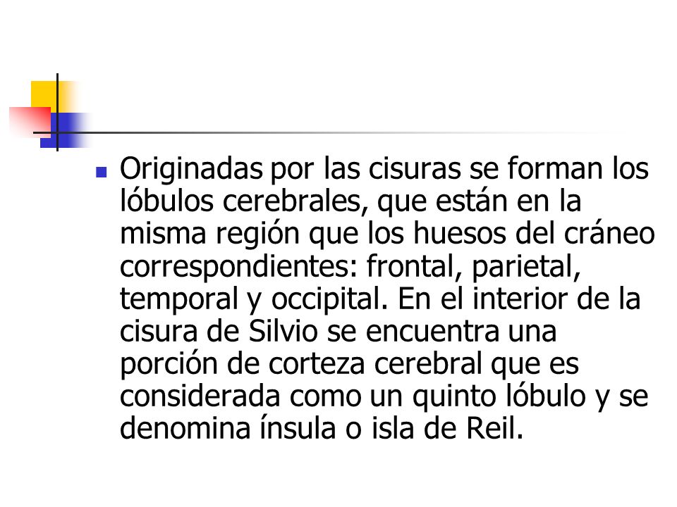 Originadas por las cisuras se forman los lóbulos cerebrales, que están en la misma región que los huesos del cráneo correspondientes: frontal, parietal, temporal y occipital.