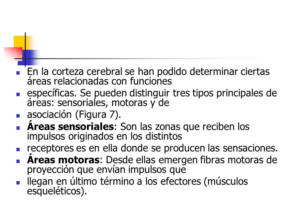 En la corteza cerebral se han podido determinar ciertas áreas relacionadas con funciones