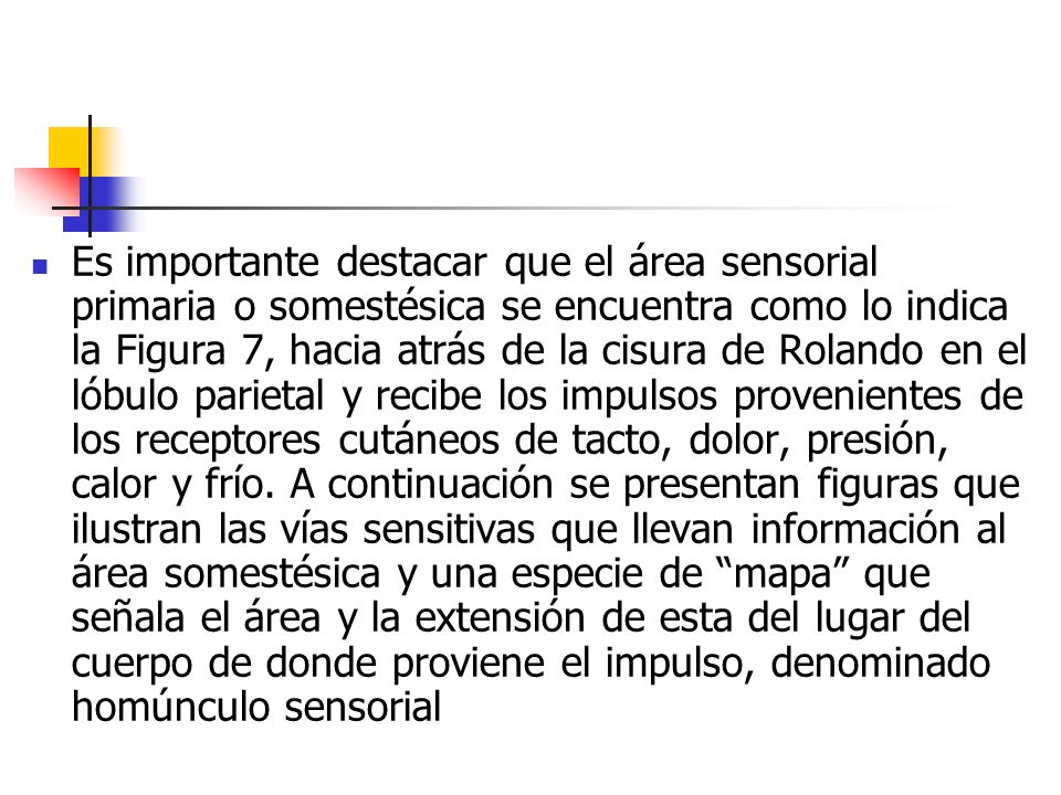 Es importante destacar que el área sensorial primaria o somestésica se encuentra como lo indica la Figura 7, hacia atrás de la cisura de Rolando en el lóbulo parietal y recibe los impulsos provenientes de los receptores cutáneos de tacto, dolor, presión, calor y frío.