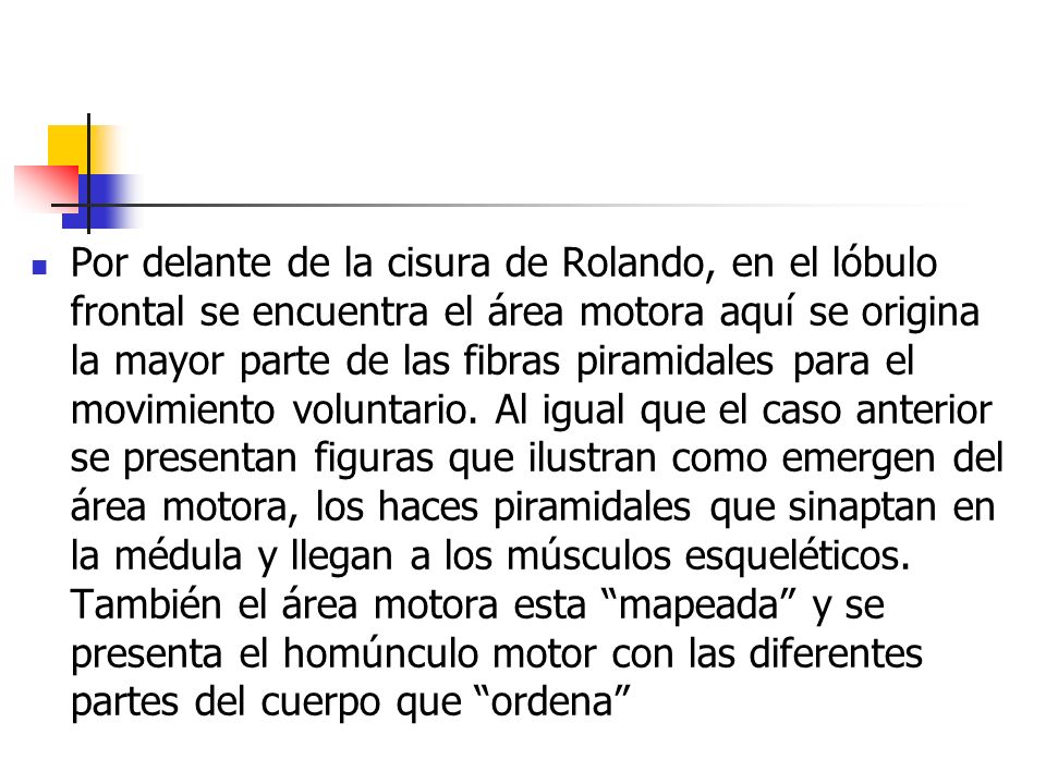 Por delante de la cisura de Rolando, en el lóbulo frontal se encuentra el área motora aquí se origina la mayor parte de las fibras piramidales para el movimiento voluntario.