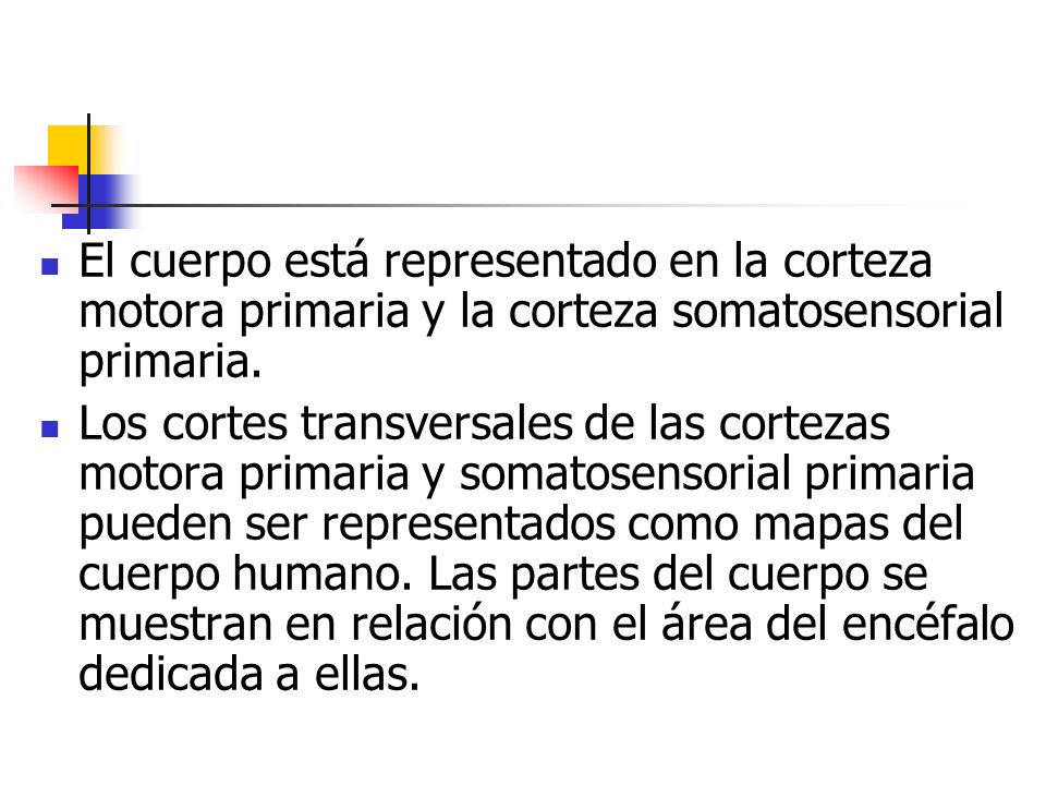 El cuerpo está representado en la corteza motora primaria y la corteza somatosensorial primaria.