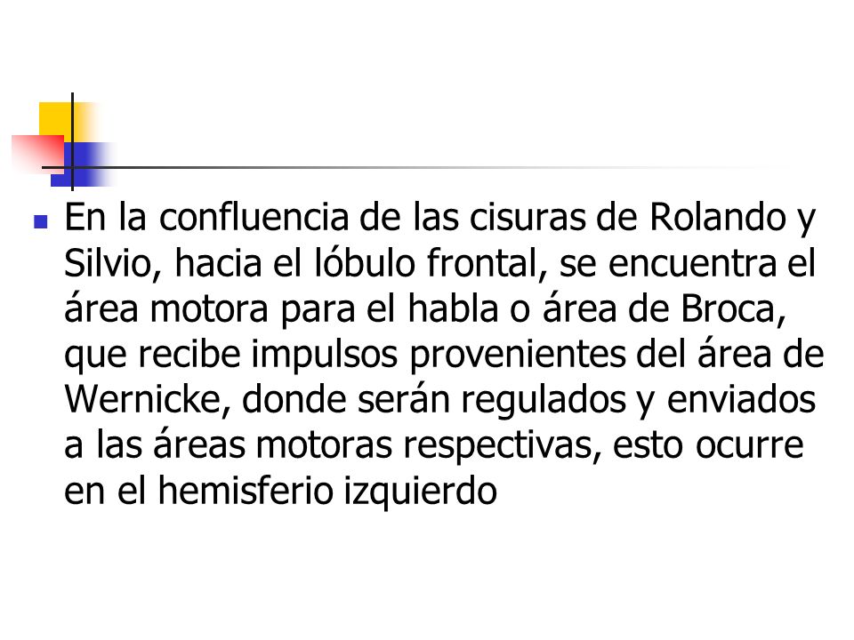 En la confluencia de las cisuras de Rolando y Silvio, hacia el lóbulo frontal, se encuentra el área motora para el habla o área de Broca, que recibe impulsos provenientes del área de Wernicke, donde serán regulados y enviados a las áreas motoras respectivas, esto ocurre en el hemisferio izquierdo