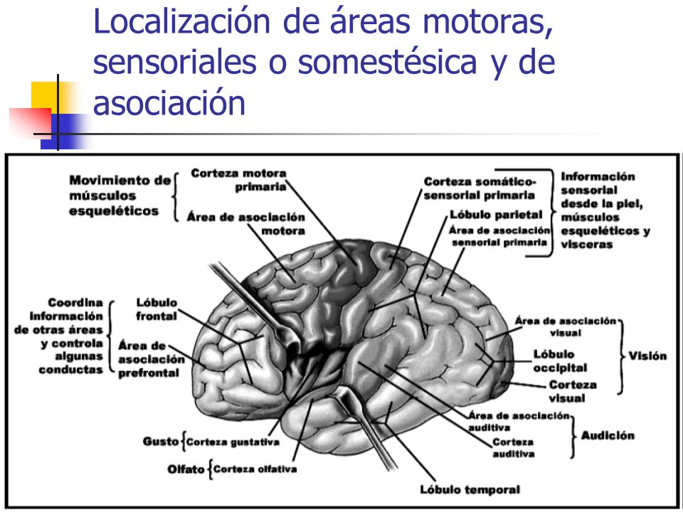 Localización de áreas motoras, sensoriales o somestésica y de asociación