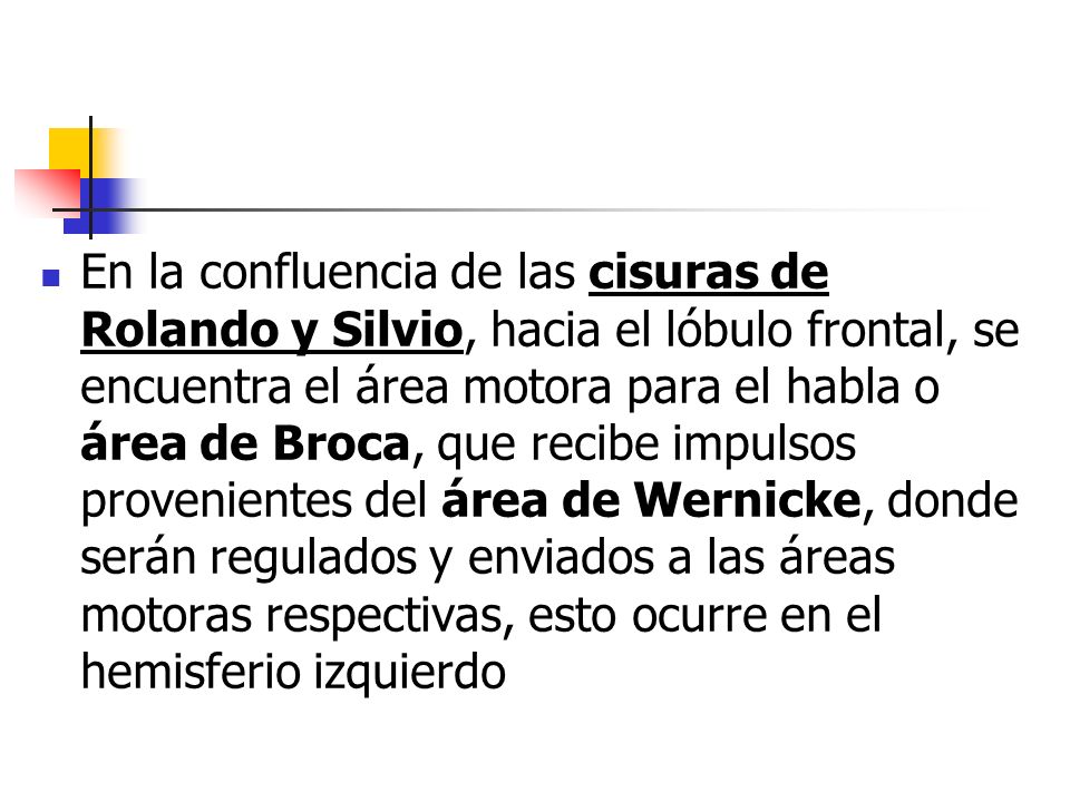 En la confluencia de las cisuras de Rolando y Silvio, hacia el lóbulo frontal, se encuentra el área motora para el habla o área de Broca, que recibe impulsos provenientes del área de Wernicke, donde serán regulados y enviados a las áreas motoras respectivas, esto ocurre en el hemisferio izquierdo