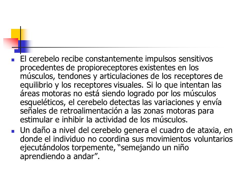 El cerebelo recibe constantemente impulsos sensitivos procedentes de propioreceptores existentes en los músculos, tendones y articulaciones de los receptores de equilibrio y los receptores visuales. Si lo que intentan las áreas motoras no está siendo logrado por los músculos esqueléticos, el cerebelo detectas las variaciones y envía señales de retroalimentación a las zonas motoras para estimular e inhibir la actividad de los músculos.