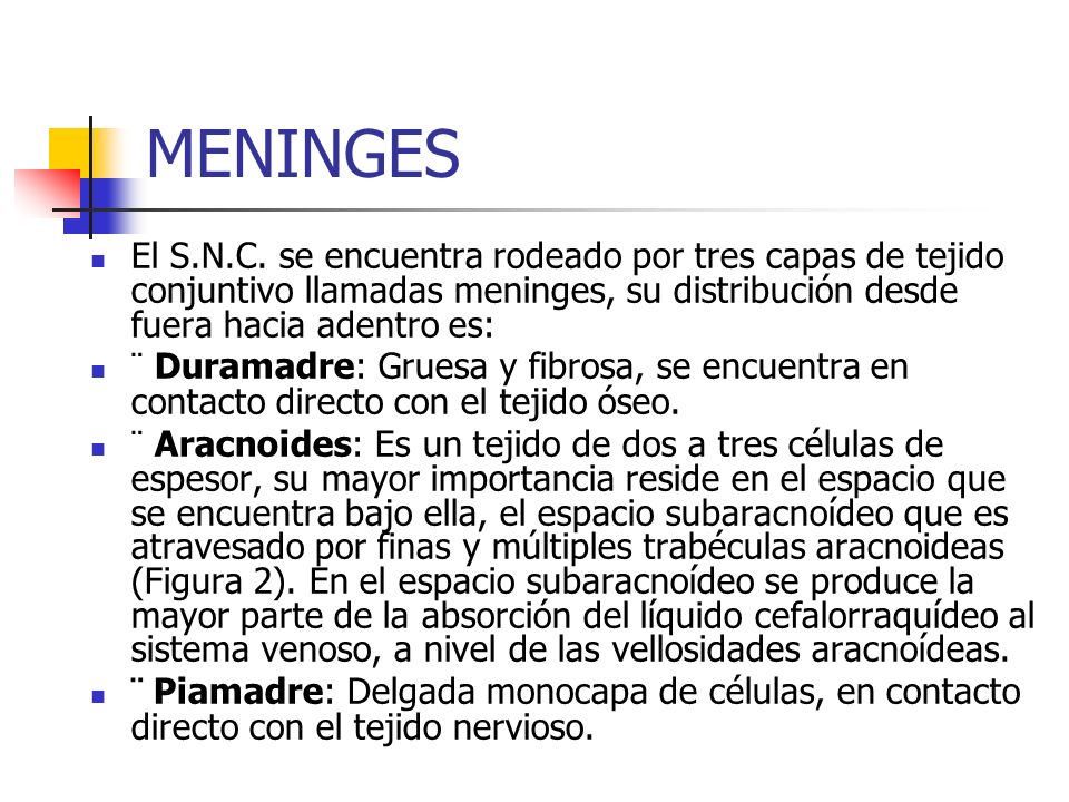 MENINGES El S.N.C. se encuentra rodeado por tres capas de tejido conjuntivo llamadas meninges, su distribución desde fuera hacia adentro es: